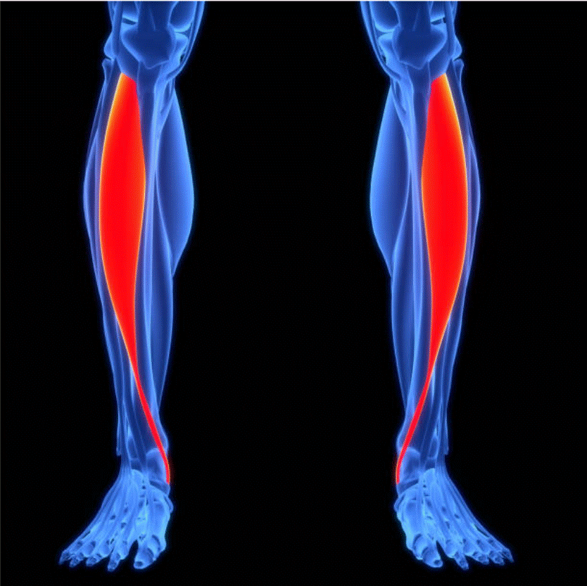 Tibial anterior y marcha