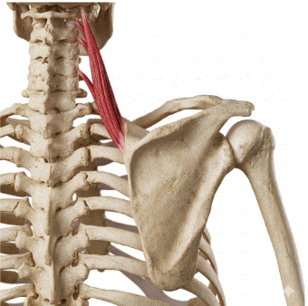 elevador de la escápula